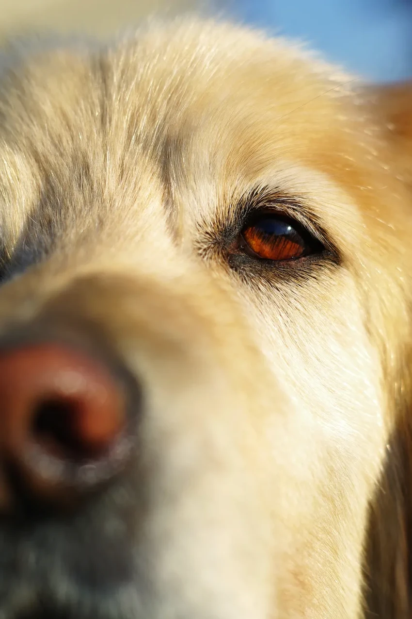 Почему у собак тёмные глаза? Это наше эволюционное предпочтение