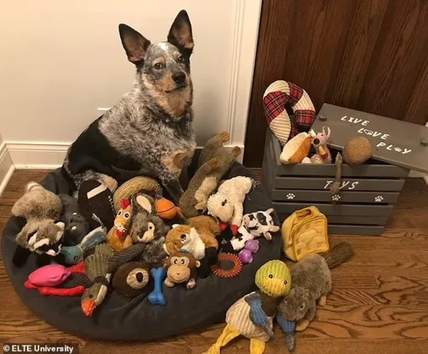 Ваша собака гений? Учёные выявили три главных признака таланта