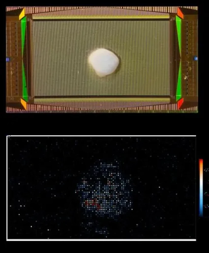Brainoware: как учёные соединили живой мозг с электроникой, создав биокомпьютер