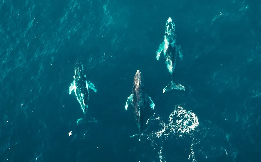 Учёные научились предсказывать столкновения китов и черепах с сетями за год