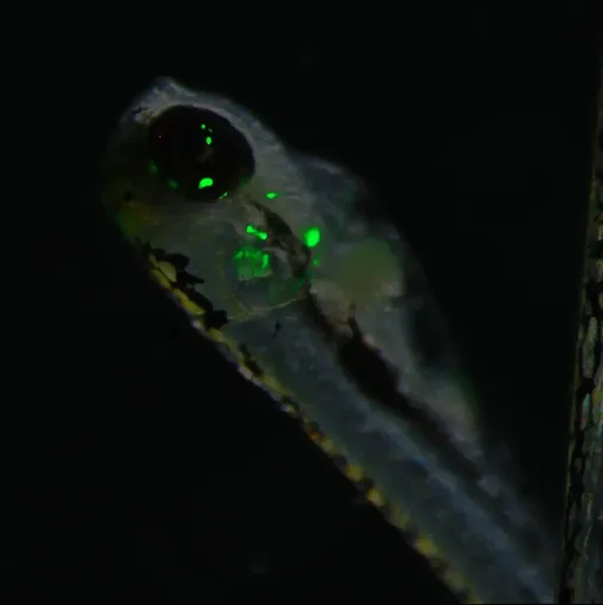 Электрические угри и генная инженерия: как разряд меняет ДНК соседей