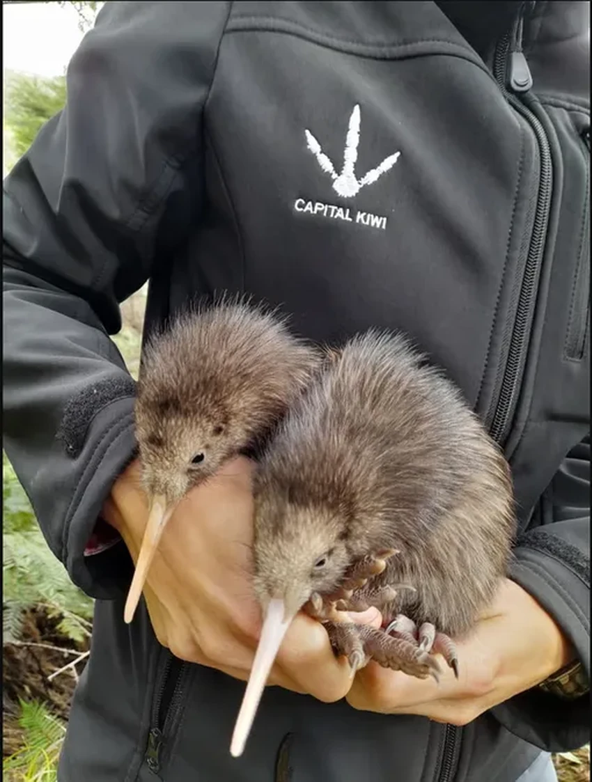 Возле Веллингтона впервые за 150 лет вылупились птенцы киви