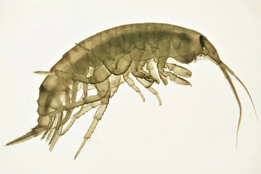 Химия пластика разрушает интимную жизнь морских обитателей