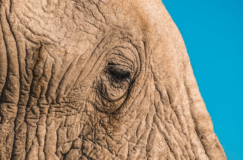 Скончалась слониха Мали: печальная судьба «самого грустного слона в мире»