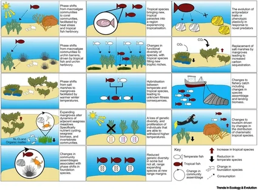 Тропикализация океана: как морские виды бегут от глобального потепления