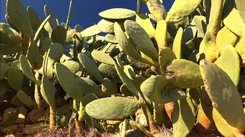 Веганская кожа из кактуса: экологичный и этичный материал будущего