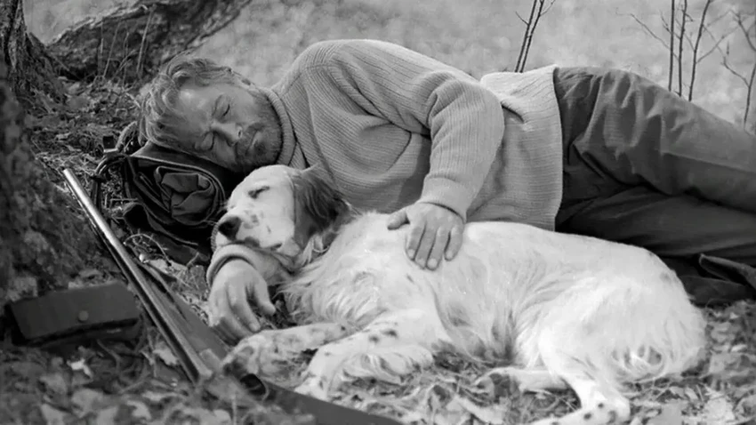 Судьба пса Степки: история актера, который сыграл Бима и не пережил предательства