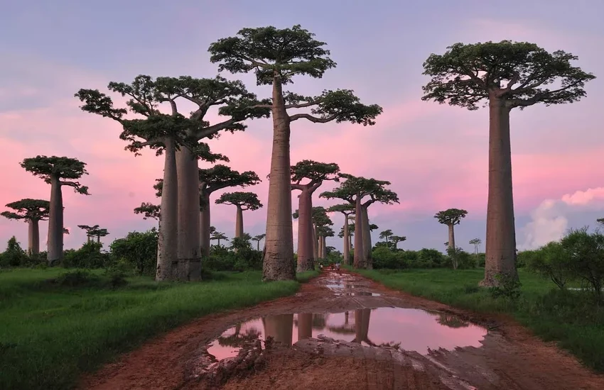 17 самых необычных деревьев планеты: от баобаба до радужного эвкалипта