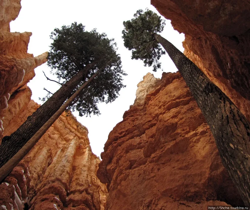 17 самых необычных деревьев планеты: от баобаба до радужного эвкалипта