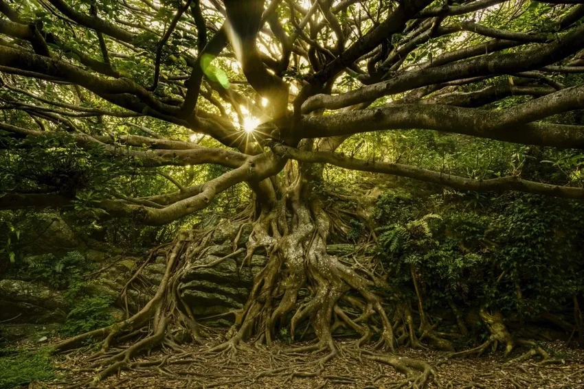 17 самых необычных деревьев планеты: от баобаба до радужного эвкалипта