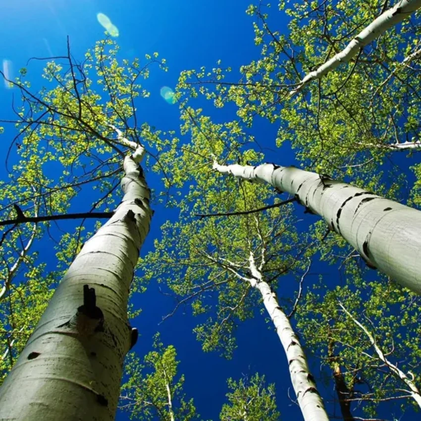 17 самых необычных деревьев планеты: от баобаба до радужного эвкалипта