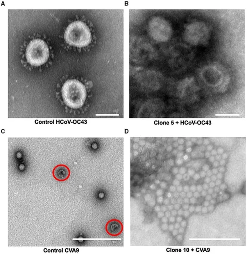 Кора ивы против вирусов: новое исследование открывает мощный природный экстракт