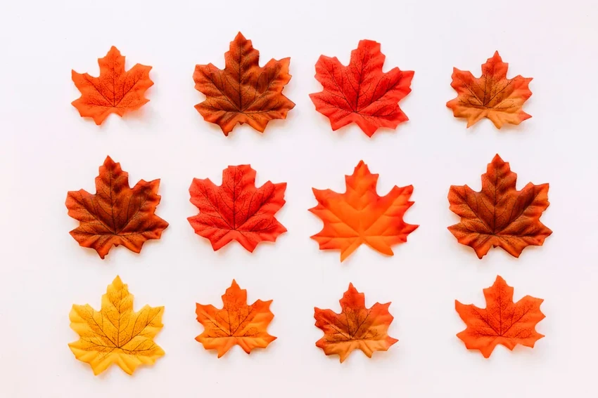 Как быстро засушить листья для гербария: лайфхаки на все случаи