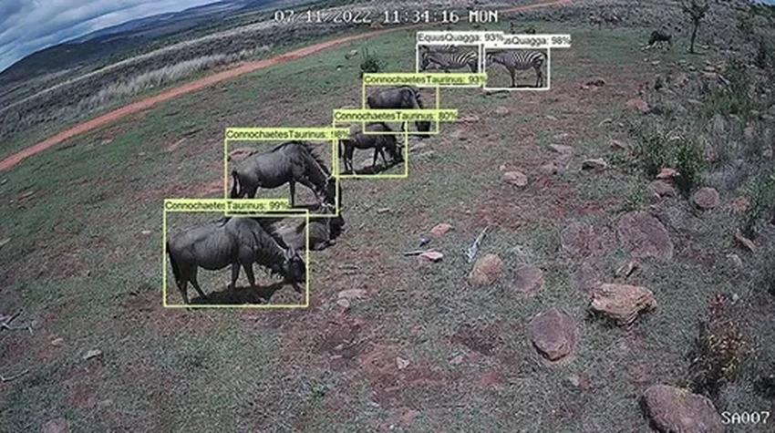 Как алгоритмы слушают лес: новая технология спасения видов