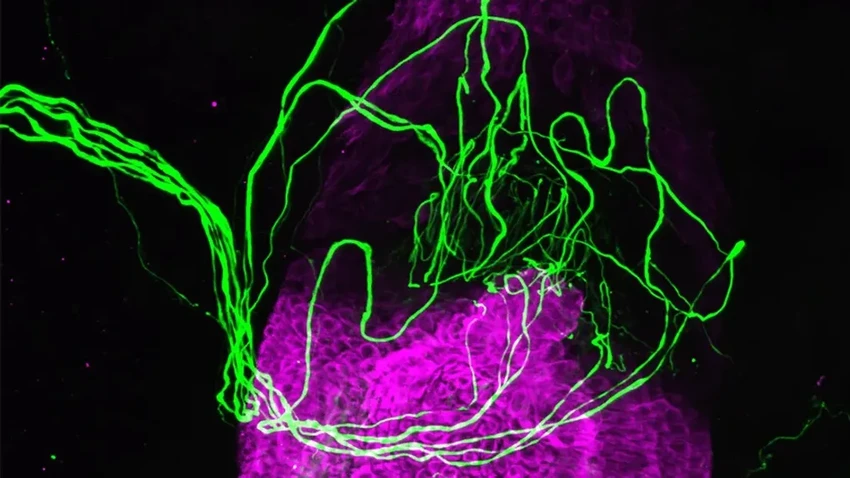 Ученые открыли новый способ осязания: мы чувствуем волосяными фолликулами