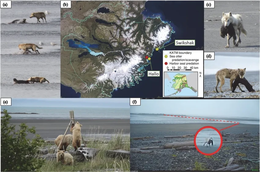 Волки-амфибии: как хищники Аляски освоили охоту на тюленей и выдр