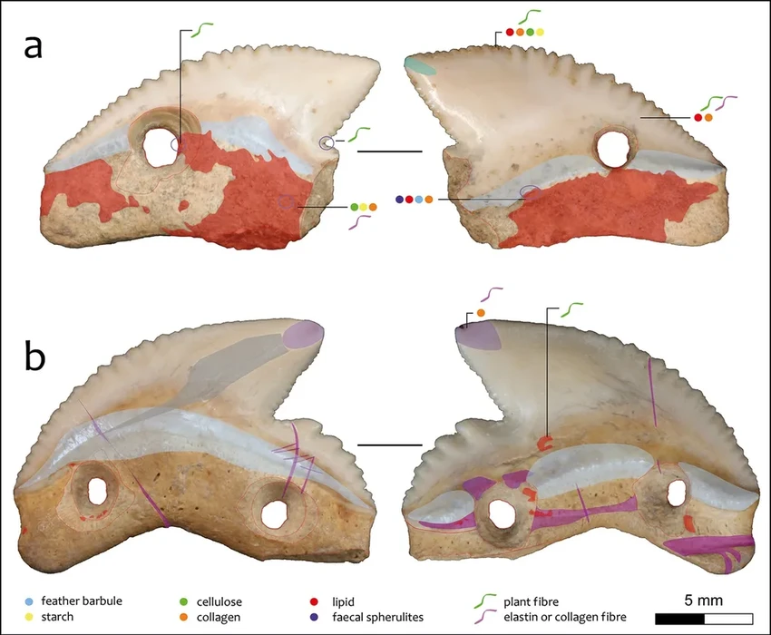 Оружие древних: зачем люди делали ножи из зубов акулы 7000 лет назад