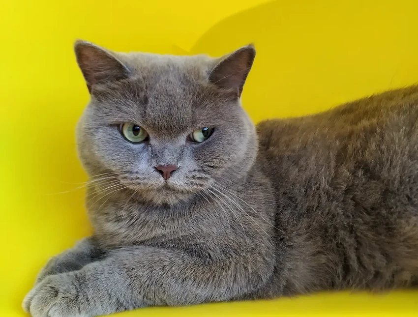 Загадки кошачьей мимики: 300 выражений, о которых вы не подозревали