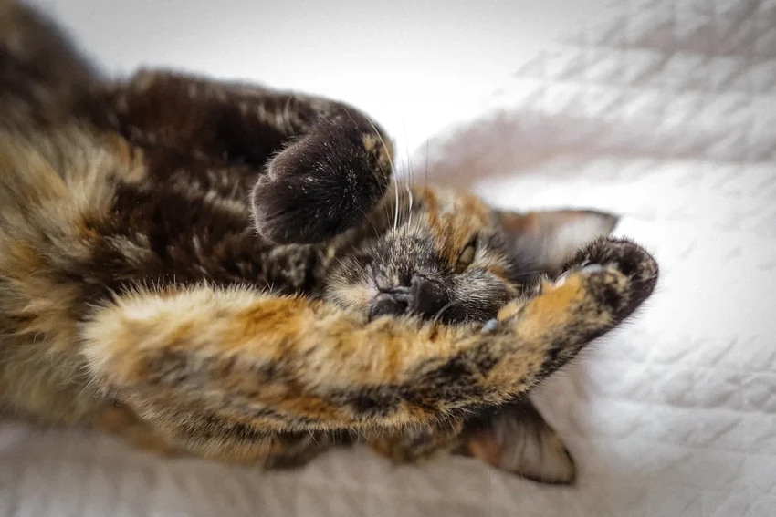 Как кошки мурлыкают? Учёные раскрыли секрет «автопилота» в гортани