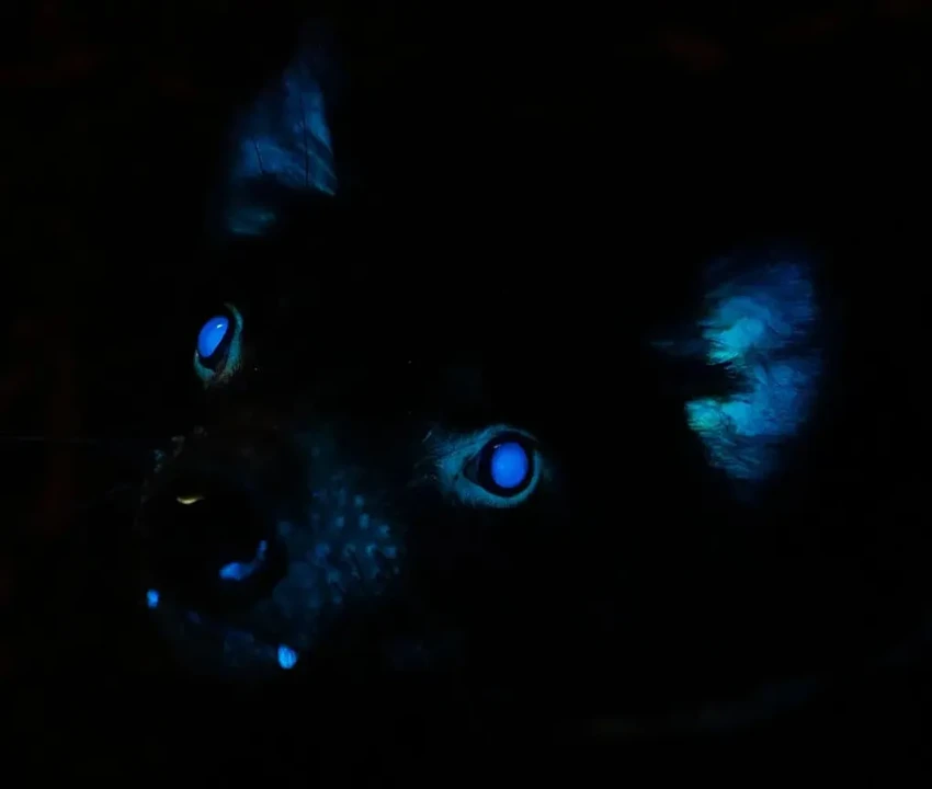 Неожиданное свечение: какие млекопитающие светятся в ультрафиолете?