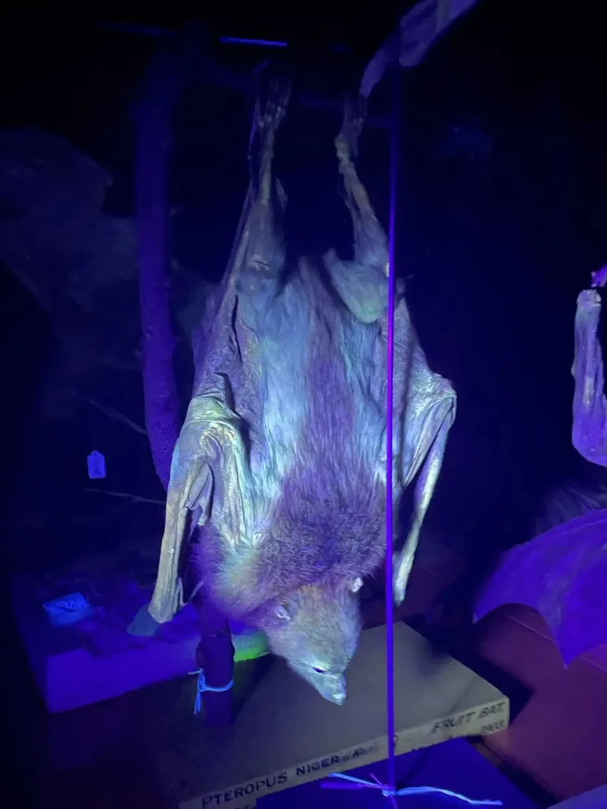 Неожиданное свечение: какие млекопитающие светятся в ультрафиолете?