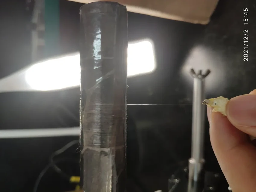 Ученые создали ГМО-шелкопряда, который производит нить прочнее кевлара