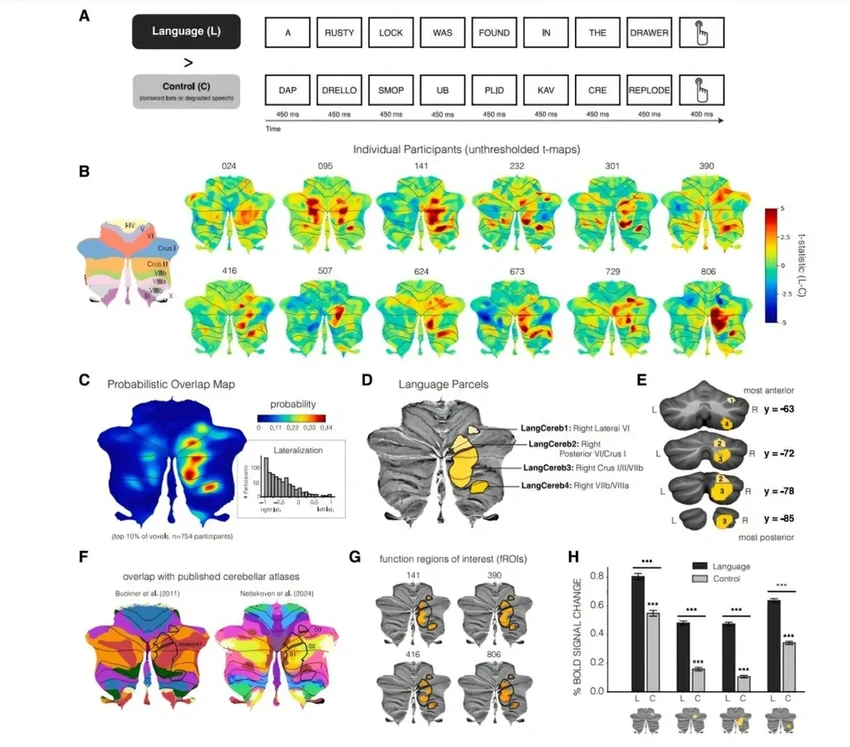 Мозжечок и речь: как «малый мозг» управляет нашей способностью говорить