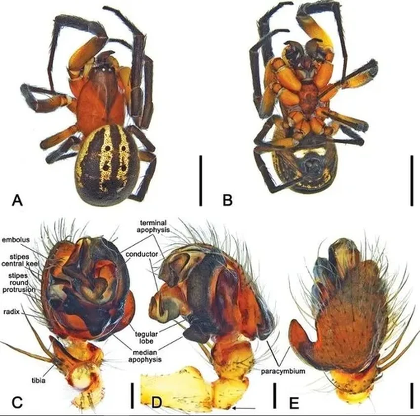 Паук Веном: новый вид назвали в честь Тома Харди и его героя из Marvel