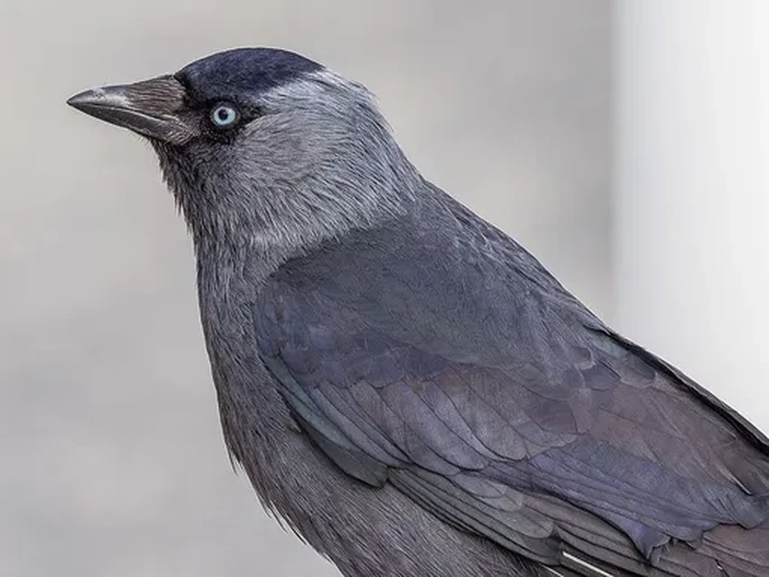 Галки меняют друзей ради еды, но семью не предадут никогда