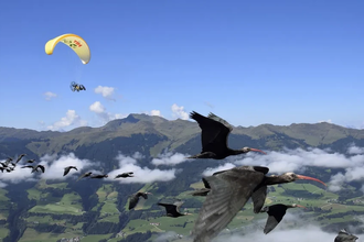 Как люди учат забывших путь ибисов лететь на юг за мотопарапланом