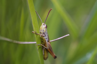 Кузнечик или саранча: 5 главных отличий во внешности и повадках насекомых