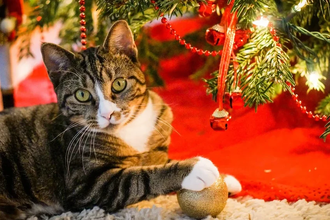 Кошка против ёлки: 4 работающих способа сохранить новогоднее дерево