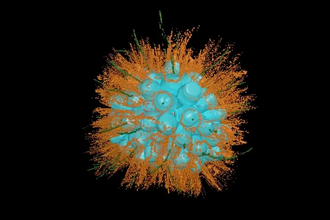 В озере Моно нашли ключ к эволюции многоклеточной жизни