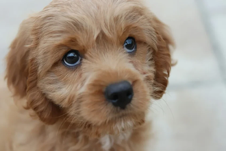 Дизайнерские собаки: миф об идеальном здоровье развеян