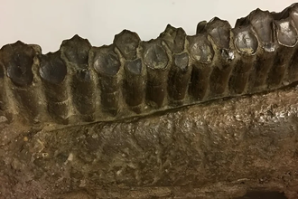 Как динозавры-вегетарианцы справлялись с жесткой пищей: конвейер по смене зубов