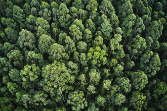 Как деревья защищают сердце: кардиолог о неожиданной пользе зеленых насаждений