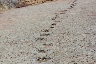 Одни и те же следы динозавров обнаружены по разные стороны Атлантики