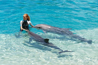 Одинокий дельфин нападает на людей у берегов Японии: что пошло не так?
