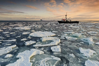 Как волна тепла и голод погубили миллиарды снежных крабов у берегов Аляски