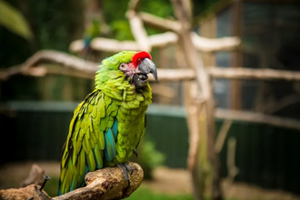 Попугаи с акцентом: как и почему у птиц появляются свои диалекты