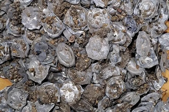 В Германии обнаружен клад: 1500 средневековых монет, загадка которых не разгадана