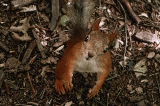 Как белки находят тысячи тайников: нейронная хеш-функция в мозге