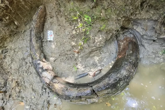 Первый бивень мамонта в Миссисипи: уникальная находка охотника за окаменелостями