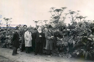 Борщевик Сосновского: как опасный сорняк задумывался как спасение СССР