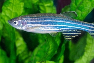 Загадка белка banp: как ошибка в ДНК ведет к раку и гибели клеток