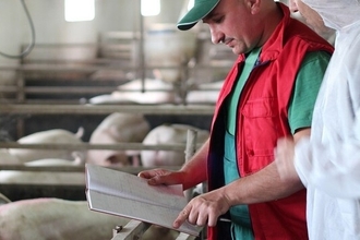 Безрогие коровы: когда генное редактирование приводит к неожиданным последствиям