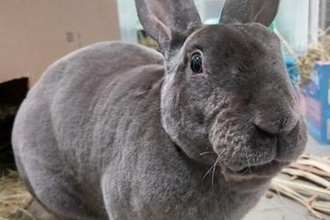 Как ученые создают искусственную ткань для лечения эректильной дисфункции