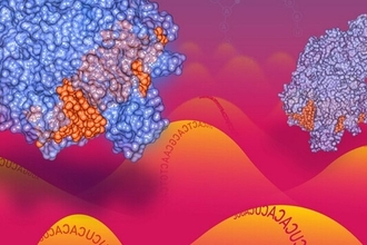 Новый CRISPR для РНК: как Cas13 меняет правила редактирования в клетке
