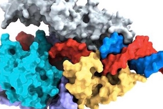 Fanzor: новая система для редактирования генома у сложных организмов