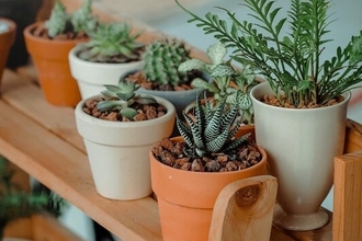 Новая терапия на основе растительного вируса блокирует метастазы в легких